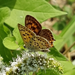 Lycaena bleusei