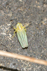 Plesiommata mollicula