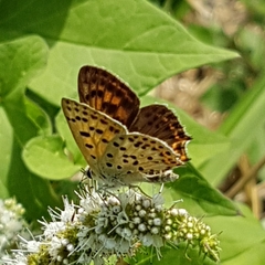 Lycaena bleusei