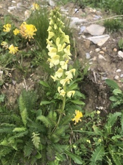 Pedicularis ascendens