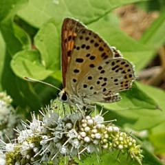 Lycaena bleusei
