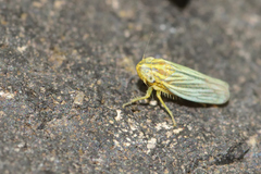 Plesiommata mollicula