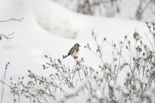 Grey-crowned Goldfinch (Carduelis caniceps), photo 9