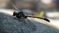 Heliogomphus retroflexus
