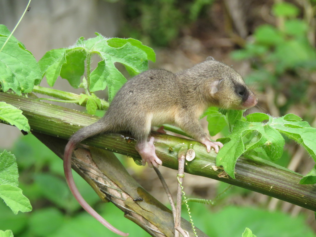 Tate s Woolly Mouse Opossum