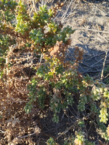 Salsola papillosa (Salsola papillosa)