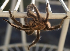 Ceratogyrus dolichocephalus