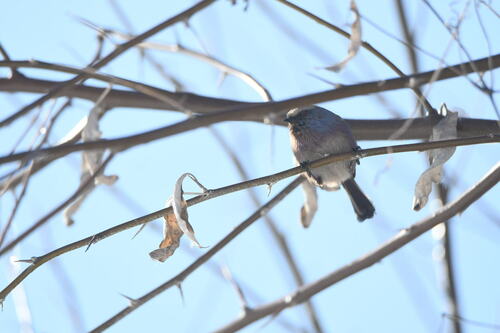 White-browed Tit-warbler (Leptopoecile sophiae), photo 3