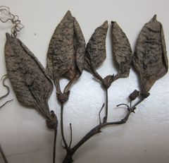 Eccremocarpus scaber