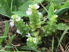 Euphrasia dunensis