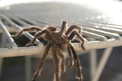 Ceratogyrus dolichocephalus