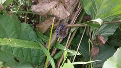 Acronicta hastulifera
