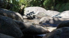 Heliogomphus retroflexus