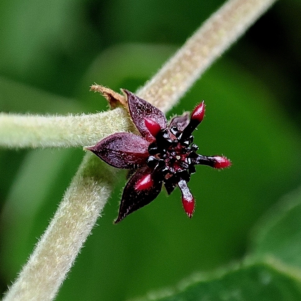 Ayenia divaricata