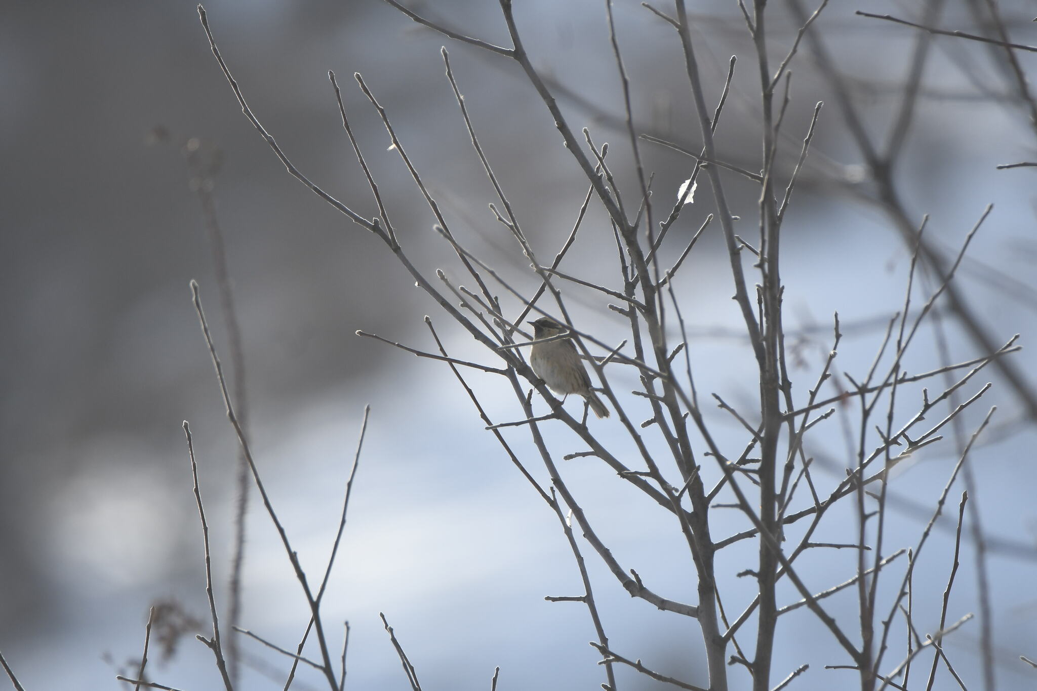 Black-throated Accentor (Prunella atrogularis), photo 2