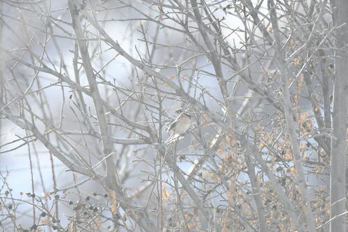 Black-throated Accentor (Prunella atrogularis)