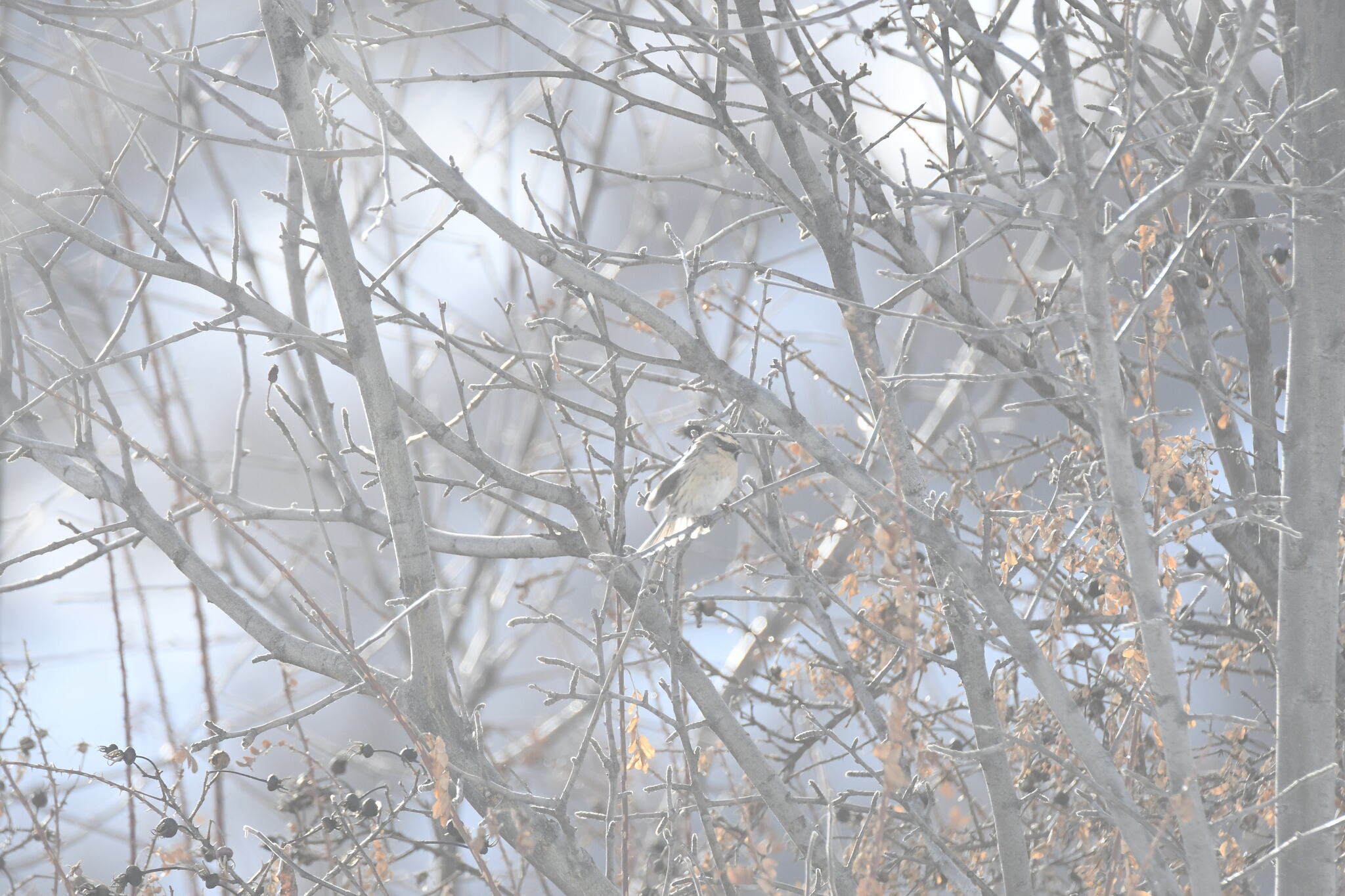 Black-throated Accentor (Prunella atrogularis), photo 1