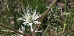 Eryngium heterophyllum