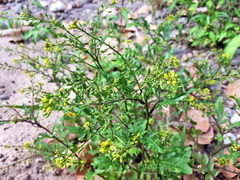 Rorippa sylvestris