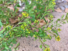 Rorippa sylvestris