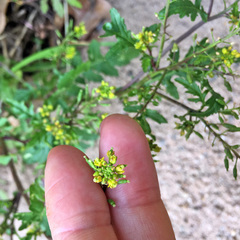 Rorippa sylvestris