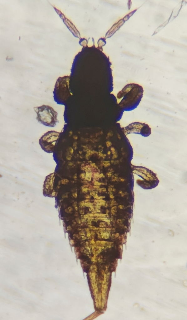 Stephanothrips