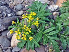 Rorippa sylvestris