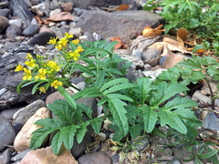 Rorippa sylvestris