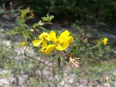 Chamaecrista ramosa