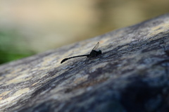 Heliogomphus retroflexus