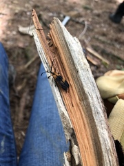 Calopteron reticulatum