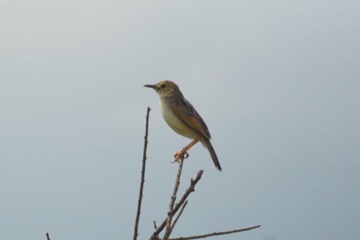 Winding Cisticola (Cisticola marginatus), photo 4