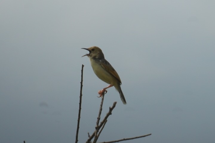 Winding Cisticola (Cisticola marginatus), photo 5