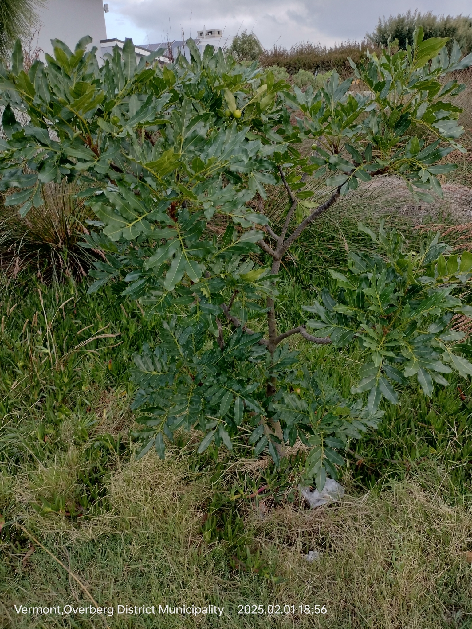 Imagem de Cabo-verde