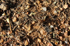 Loxosceles simillima