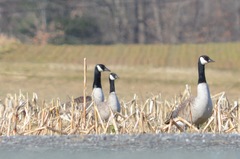 Branta hutchinsii hutchinsii