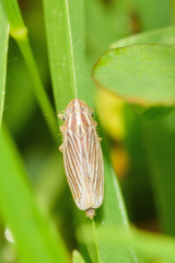 Plesiommata mollicula