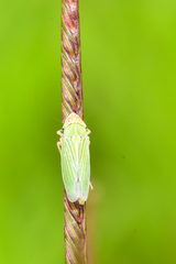 Xyphon reticulatum