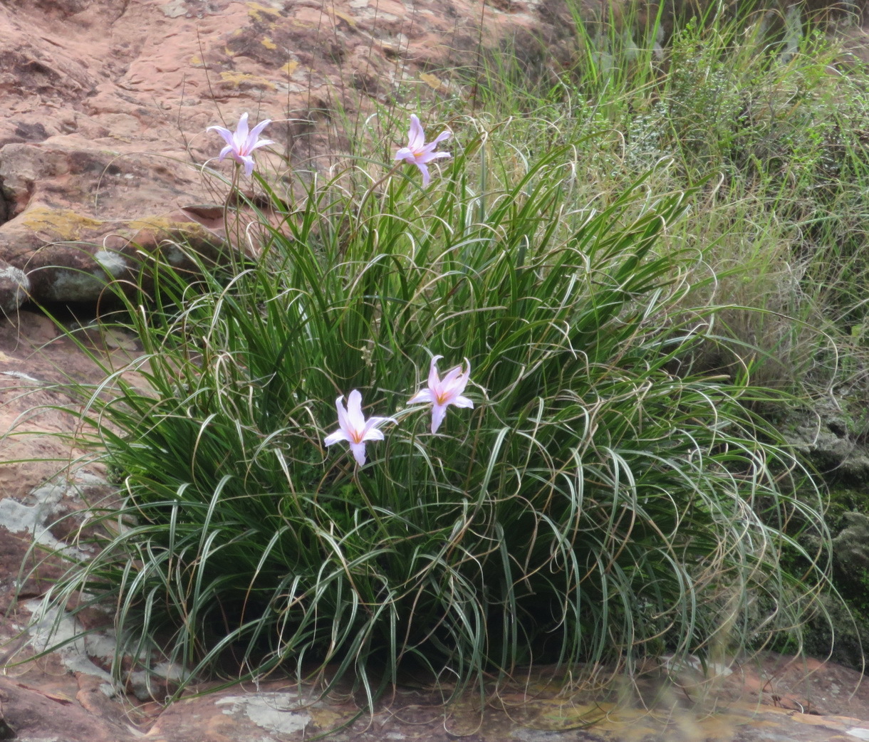 Imagem de Flor-da-ressurreição
