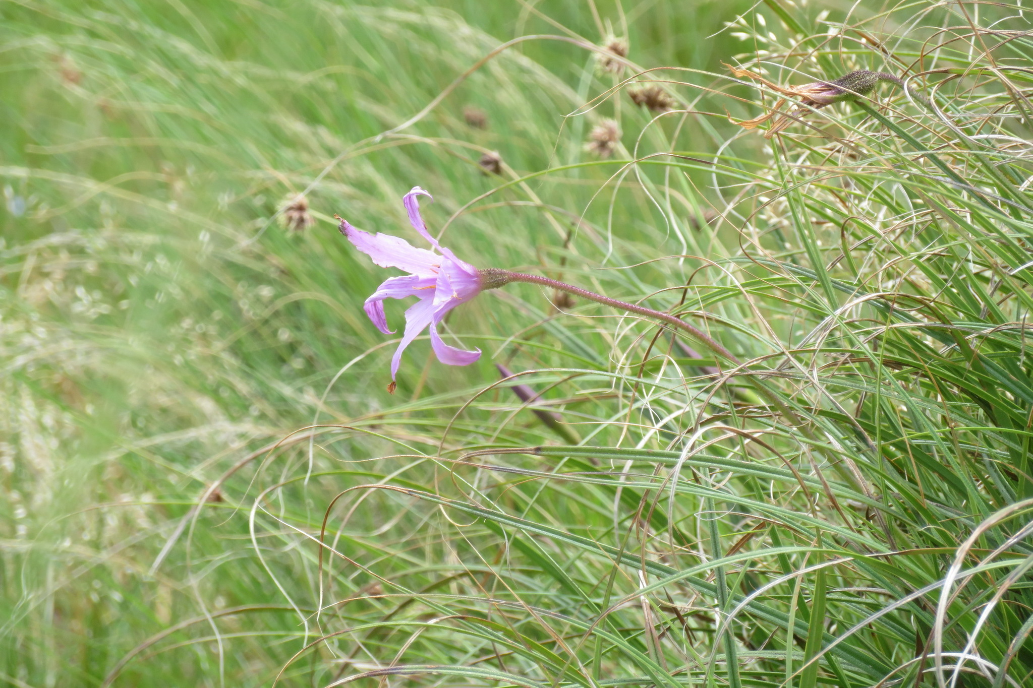 Imagem de Flor-da-ressurreição
