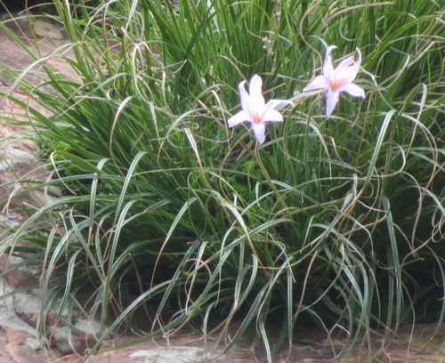 Foto de Flor-da-ressurreição