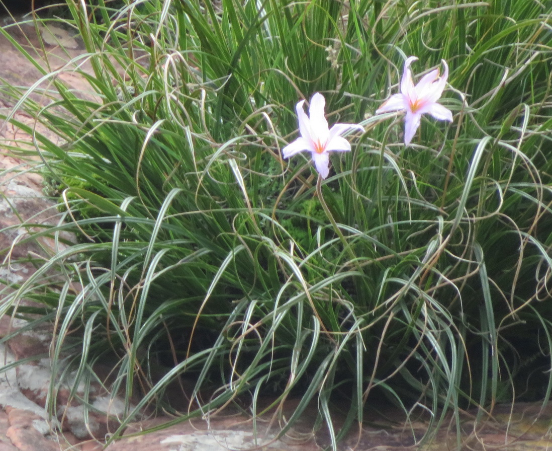 Imagem de Flor-da-ressurreição