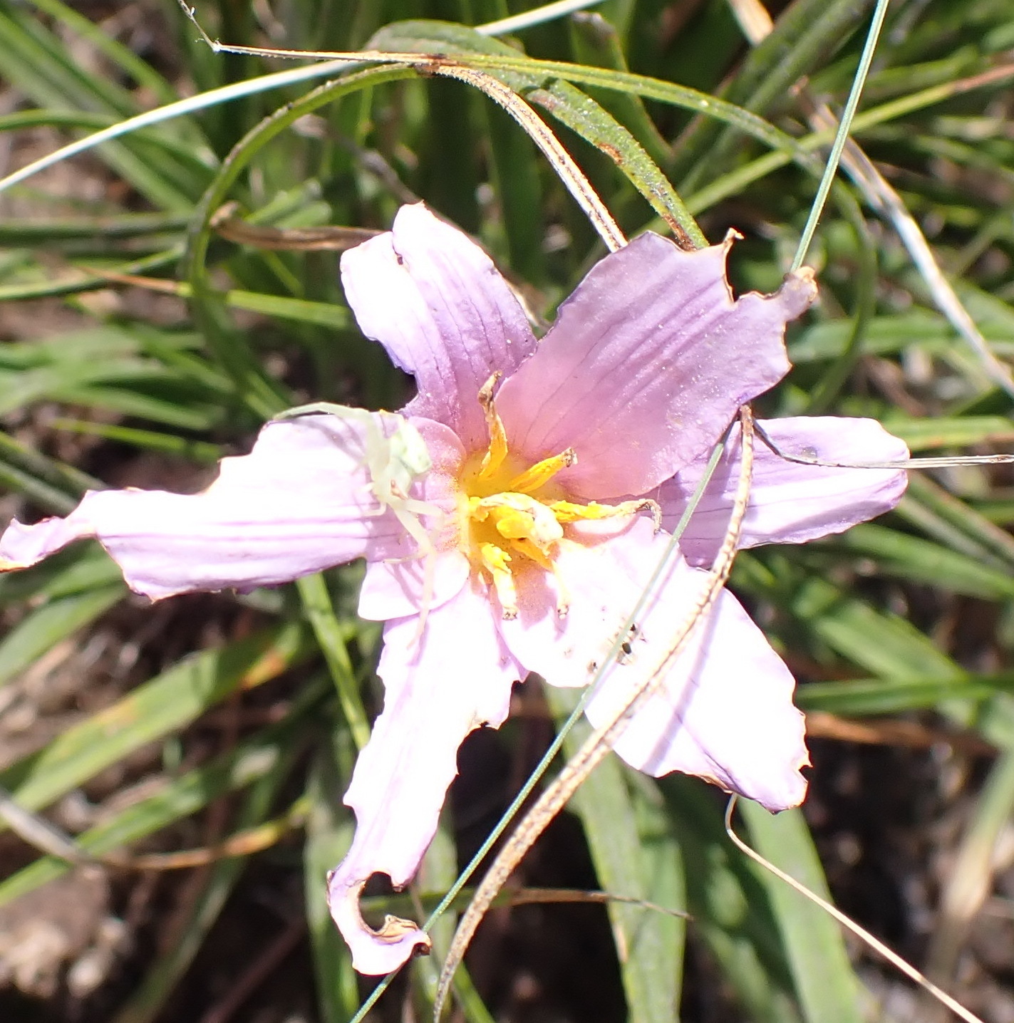 Imagem de Flor-da-ressurreição