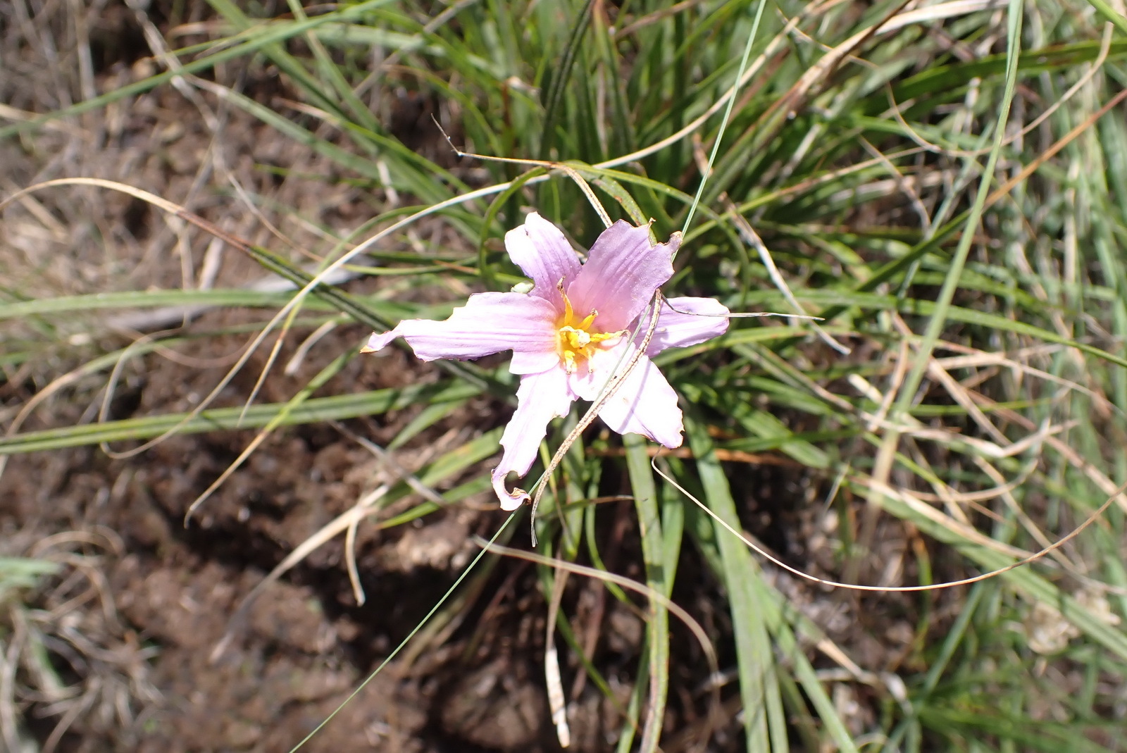 Imagem de Flor-da-ressurreição