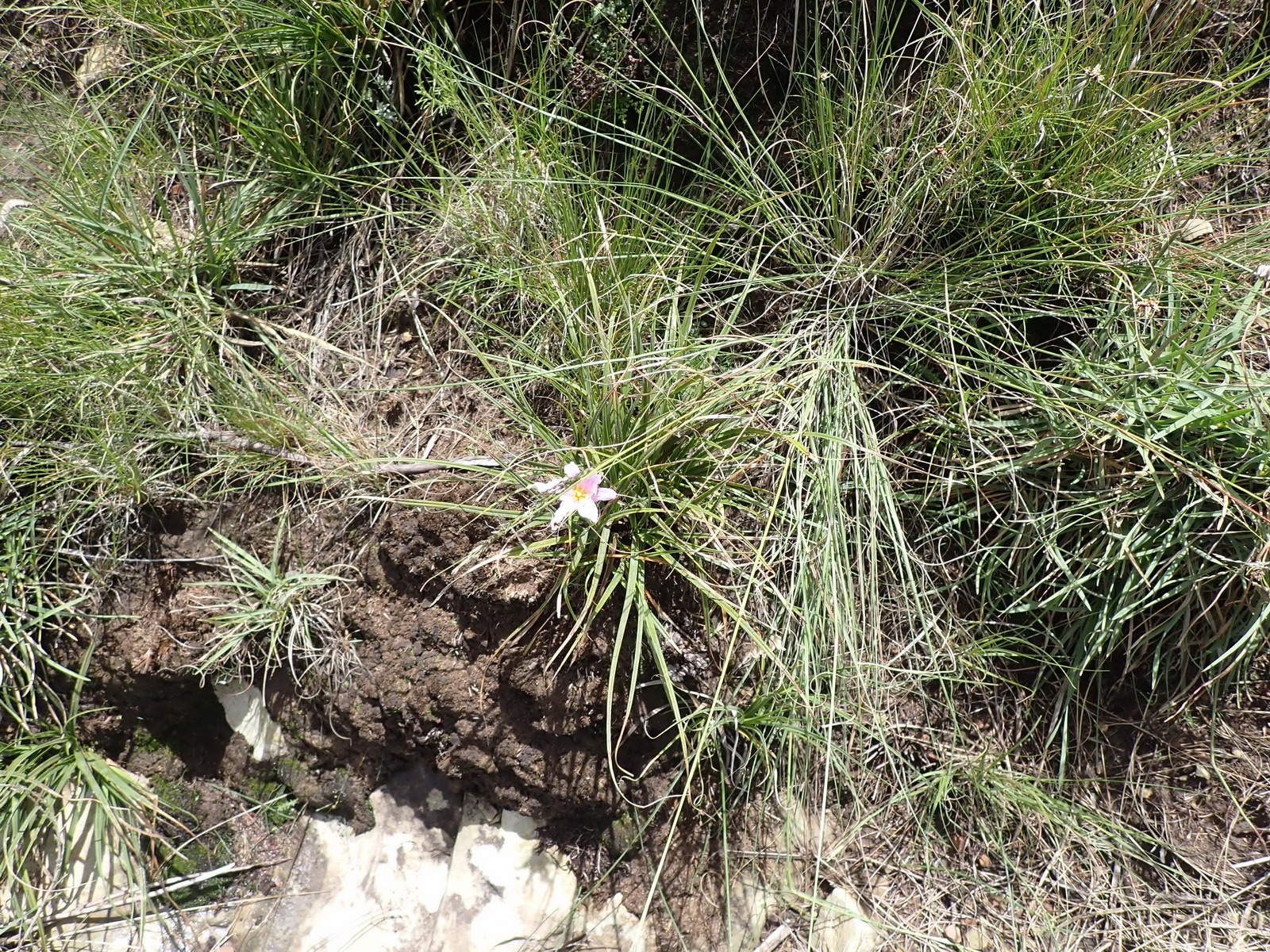 Imagem de Flor-da-ressurreição