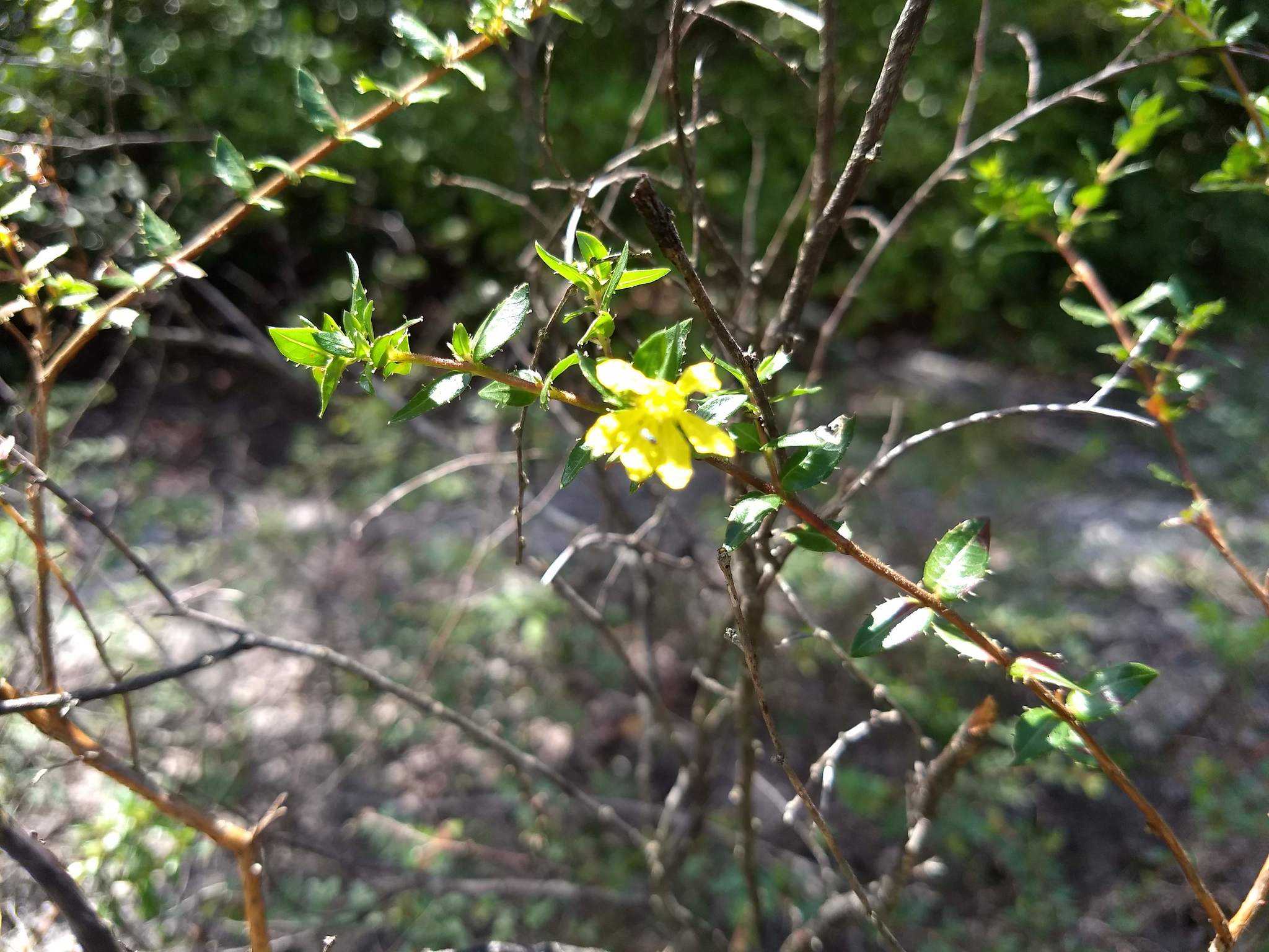 Cuphea flava
