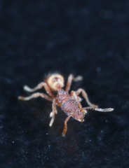 Strumigenys pulchella