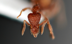 Strumigenys pulchella