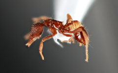 Strumigenys pulchella