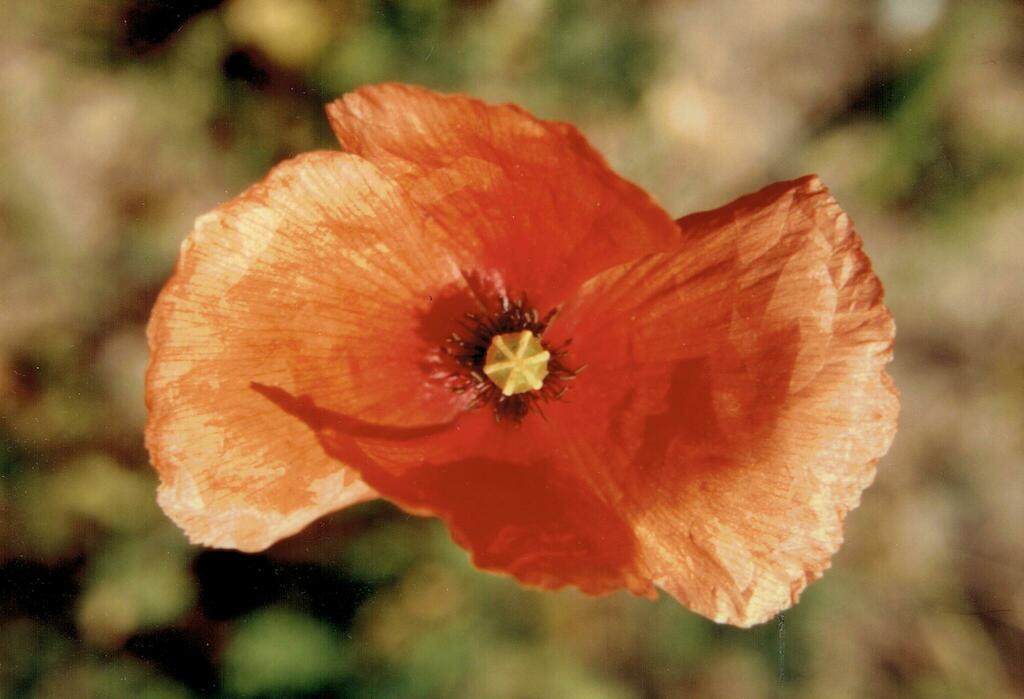 Papaver dubium, Bairro Sousa Pinto, 3000 Coimbra, Portugal